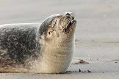 Phoca vitulina - Harbor Seal 