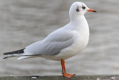 Black-headed Gull M[ET08146] Praha