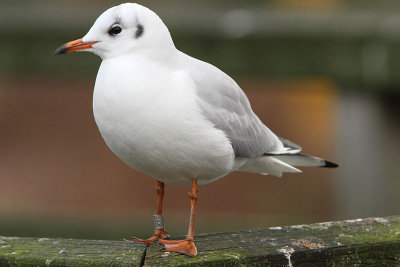 Kokmeeuw