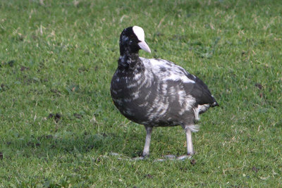 Fulica atra - Eurasian Coot