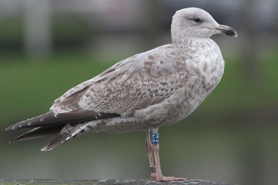 Herring Gull Bu[5N]