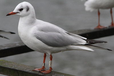 Black-headed Gull W[EHR8]