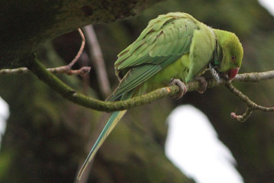 Rose-ringed Parakeet neck[C14]