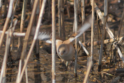 Panurus biarmicus - Bearded Tit