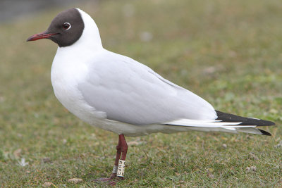 Kokmeeuw