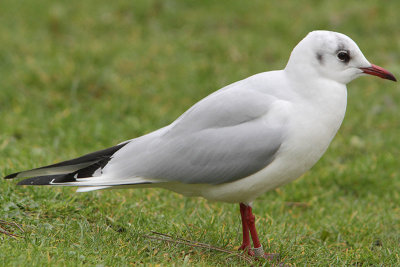 Black-headed Gull W[EXN8] / M[IA153137] Hiddensee