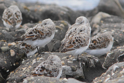 Calidris alba - Sanderling
