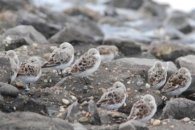 Calidris alba - Sanderling