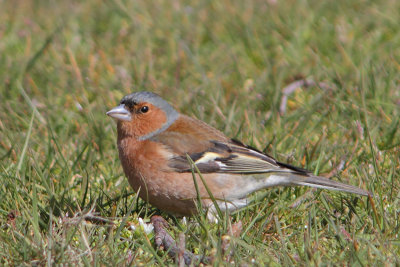 Fringilla coelebs - Chaffinch