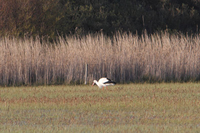 Ciconia ciconia - Common Stork