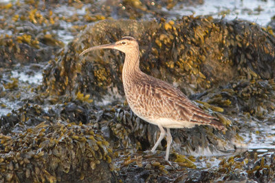 Numenius phaeopus - Northern Whimbrel