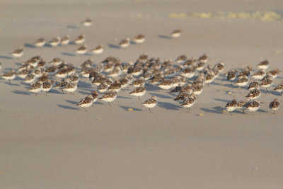 Calidris alba - Sandering