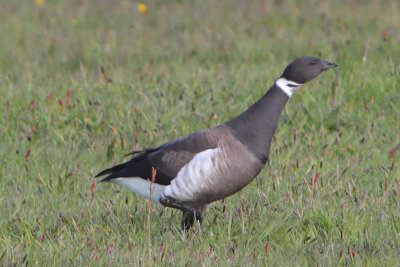 Branta nigricans - Black Brent