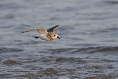 Calidris alba - Sandering
