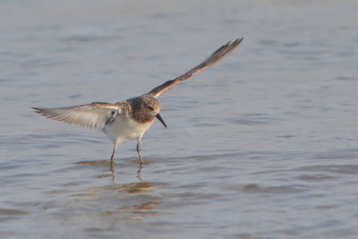 Calidris alba - Sandering