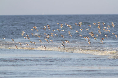 Calidris alba - Sandering