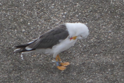 Lesser Black-backed Gull Bu[VE8Y]