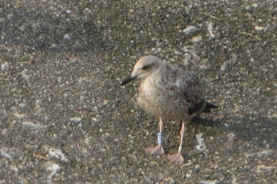 Lesser Black-backed Gull Bu[AT0S]