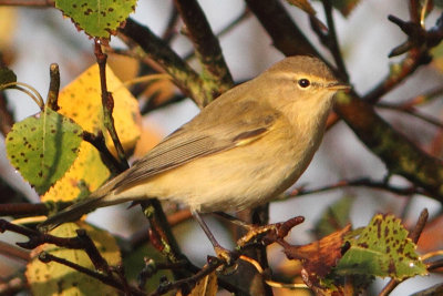 Phylloscopus collybita  - Chiffchaff