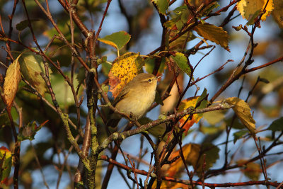 Phylloscopus collybita  - Chiffchaff