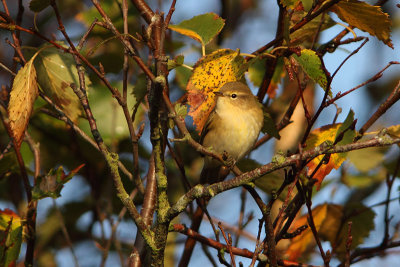 Phylloscopus collybita  - Chiffchaff