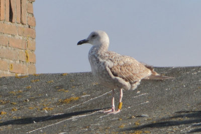 Caspian Gull Y[X168]