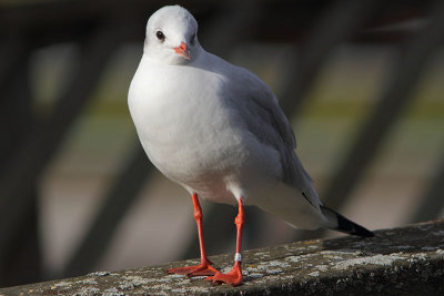 Kokmeeuw