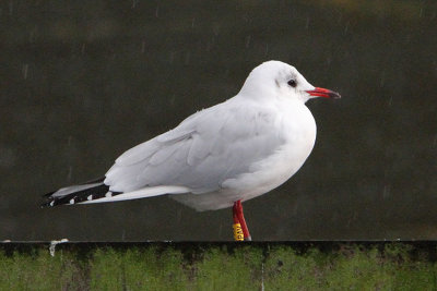 Black-headed Gull Y[2PAV]