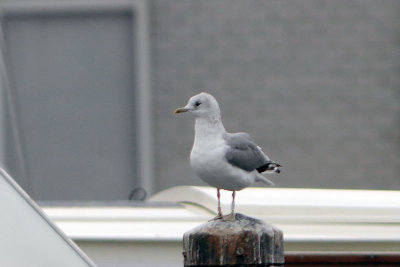 Common Gull W[ERZ7]