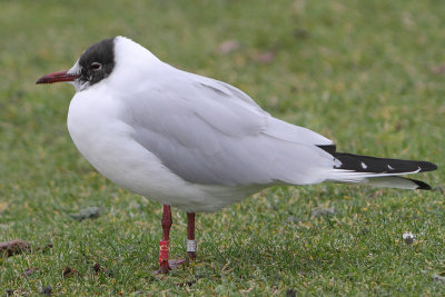 Black-headed Gull R[U.K]