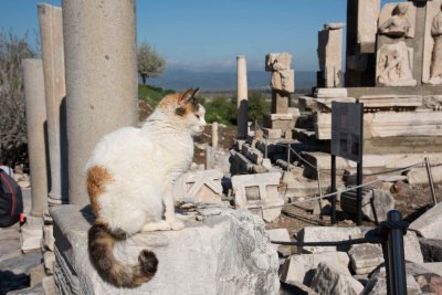 Love Cats