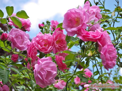 g9/56/875156/3/151362981.njOmRzif.jpg