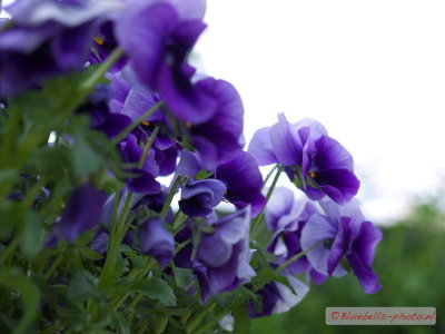 P1270500A_1024.jpg