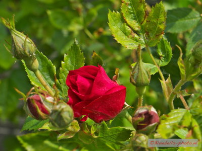 P1270534A_1024.jpg