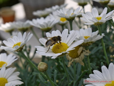 P1270538A_1024.jpg