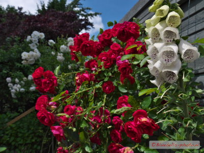 P1270675A_1024.jpg