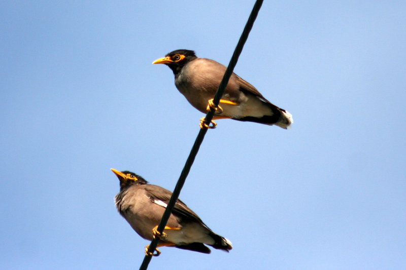 Common Myna 2007-09-20