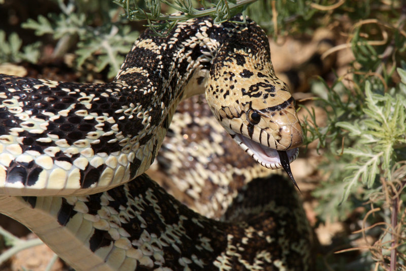 Bullsnake 2012-07-13