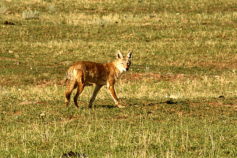 Coyote 2008-08-30