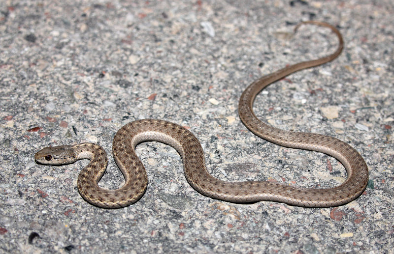 Western Terrestrial Garter Snake 2013-08-09