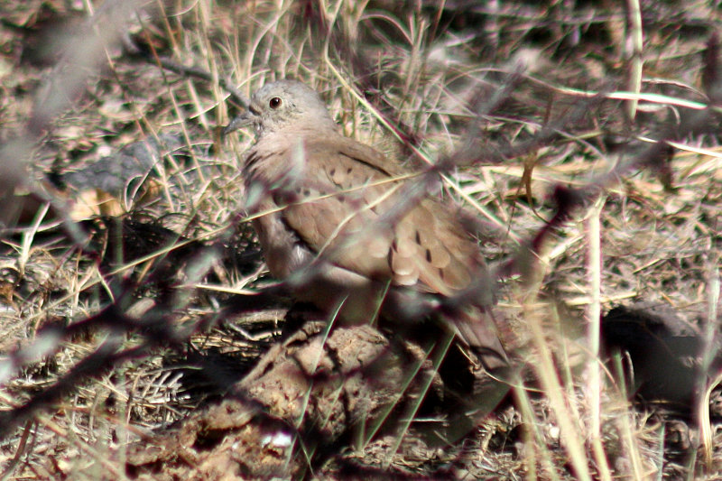 Ruddy Ground-Dove 2009-02-13