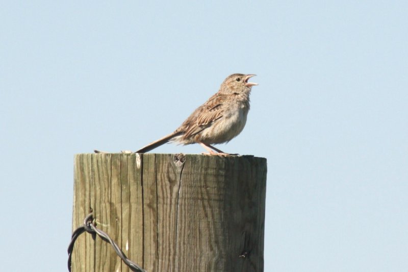 Cassins Sparrow 2010-06-15