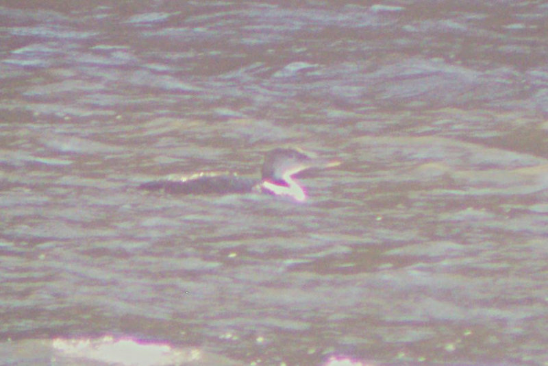 Yellow-billed Loon 2010-06-20