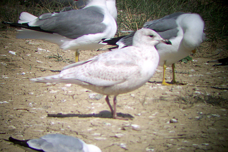 Iceland Gull 2007-04-16