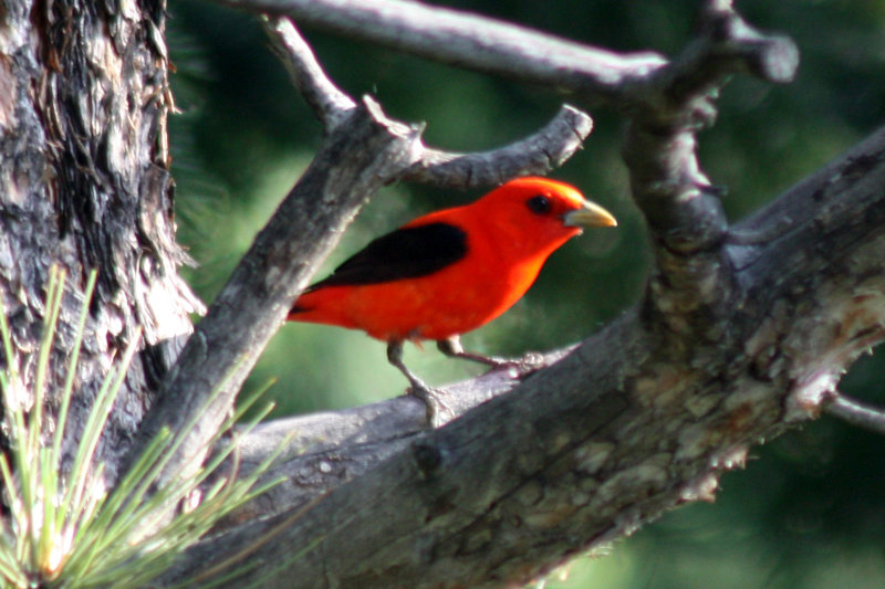 Scarlet Tanager 2009-06-25