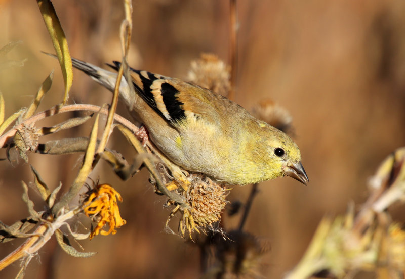 American Goldfinch 2013-10-31