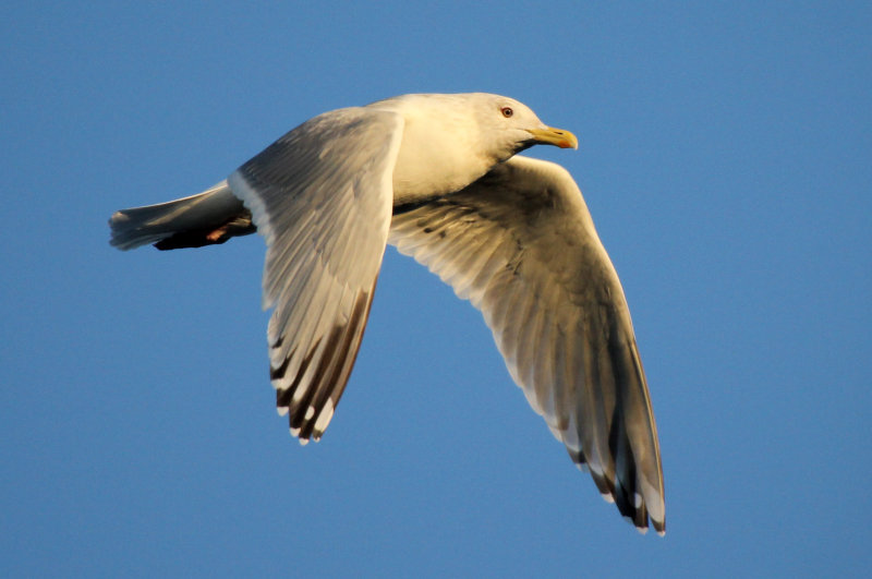 Herring Gull 2014-04-06