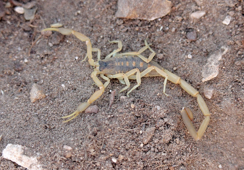 Common Bark Scorpion 2014-05-15