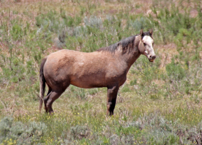 Wild Horse 2014-06-07