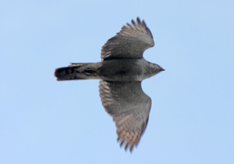 Northern Goshawk 2014-07-19